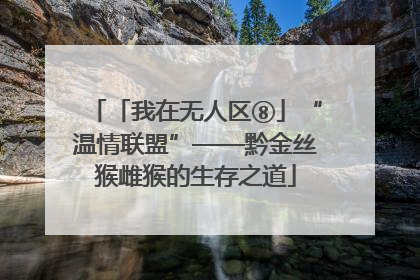 「我在无人区⑧」“温情联盟”——黔金丝猴雌猴的生存之道