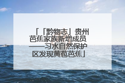 「黔物志」贵州芭蕉家族新增成员——习水自然保护区发现黄苞芭蕉