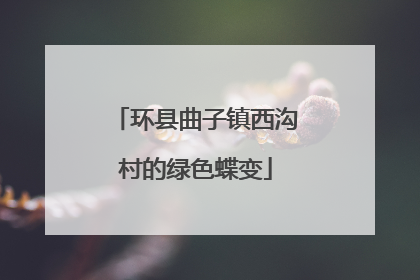 环县曲子镇西沟村的绿色蝶变