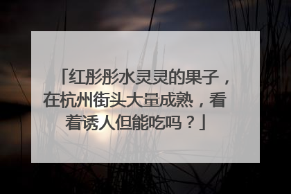 红彤彤水灵灵的果子，在杭州街头大量成熟，看着诱人但能吃吗？