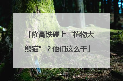修高铁碰上“植物大熊猫”？他们这么干