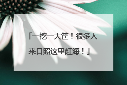 一挖一大筐！很多人来日照这里赶海！