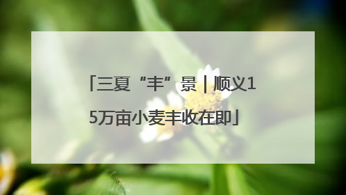 三夏“丰”景｜顺义15万亩小麦丰收在即