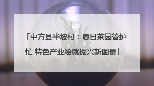 中方县半坡村：夏日茶园管护忙 特色产业绘就振兴新图景