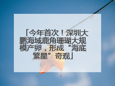 今年首次！深圳大鹏海域鹿角珊瑚大规模产卵，形成“海底繁星”奇观