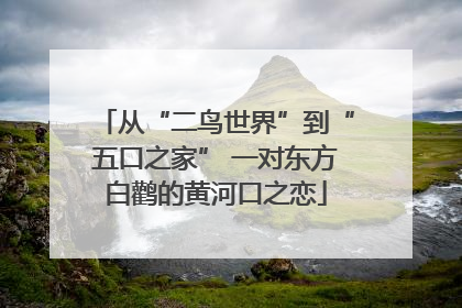从“二鸟世界”到“五口之家” 一对东方白鹳的黄河口之恋