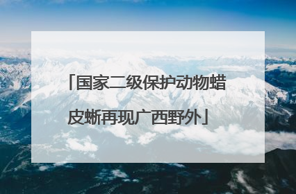 国家二级保护动物蜡皮蜥再现广西野外