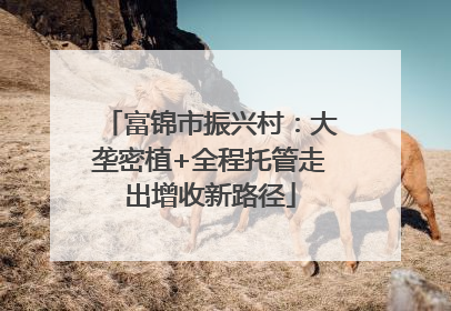 富锦市振兴村：大垄密植+全程托管走出增收新路径