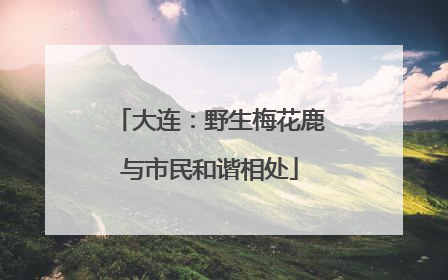 大连：野生梅花鹿与市民和谐相处