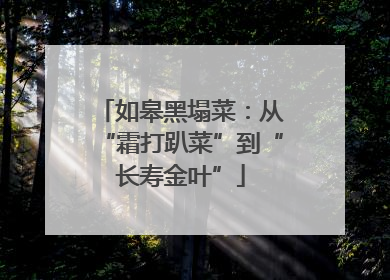 如皋黑塌菜：从“霜打趴菜”到“长寿金叶”