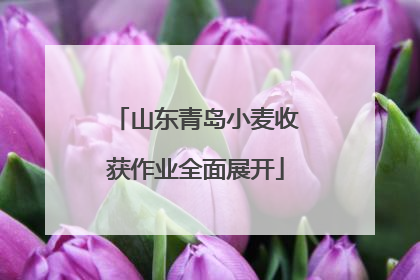 山东青岛小麦收获作业全面展开