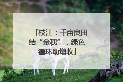 枝江：千亩良田结“金穗”，绿色循环助增收