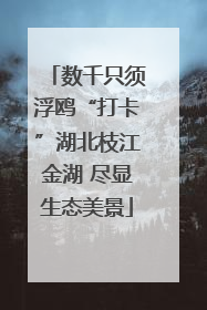 数千只须浮鸥“打卡”湖北枝江金湖 尽显生态美景