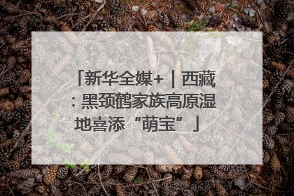 新华全媒+｜西藏：黑颈鹤家族高原湿地喜添“萌宝”