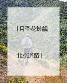 月季花扮靓北京道路
