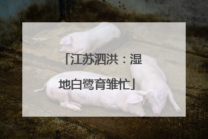 江苏泗洪：湿地白鹭育雏忙
