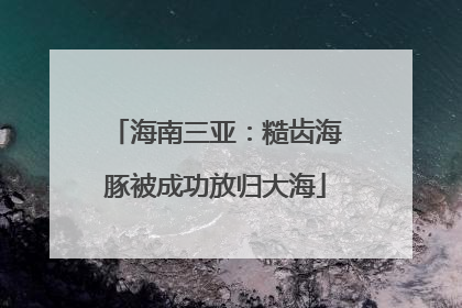 海南三亚：糙齿海豚被成功放归大海