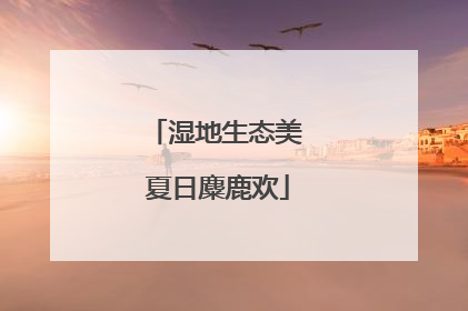 湿地生态美 夏日麋鹿欢