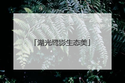 湖光鹭影生态美