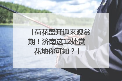 荷花盛开迎来观赏期！济南这12处赏花地你可知？
