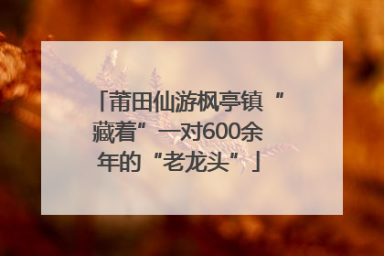 莆田仙游枫亭镇“藏着”一对600余年的“老龙头”
