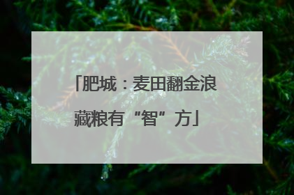 肥城：麦田翻金浪藏粮有“智”方