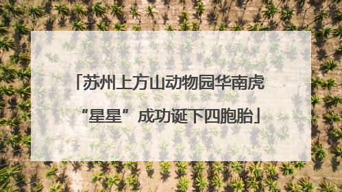 苏州上方山动物园华南虎“星星”成功诞下四胞胎