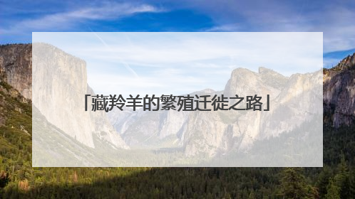 藏羚羊的繁殖迁徙之路