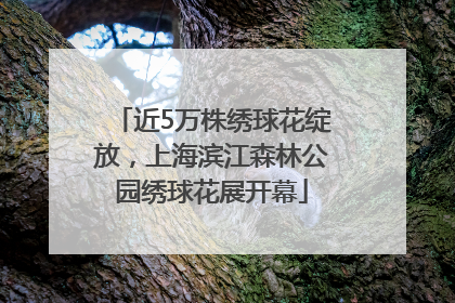 近5万株绣球花绽放，上海滨江森林公园绣球花展开幕