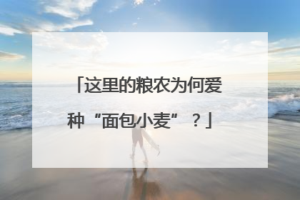 这里的粮农为何爱种“面包小麦”？