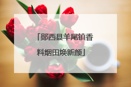 郧西县羊尾镇香料烟田焕新颜