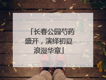 长春公园芍药盛开，演绎初夏浪漫华章