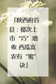 陕西府谷县：梯次上市“巧”增收 西瓜富农有“蜜”诀