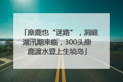 麋鹿也“迷路”，洞庭湖汛期来临，300头麋鹿渡水登上生境岛