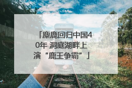 麋鹿回归中国40年 洞庭湖畔上演“鹿王争霸”