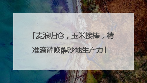 麦浪归仓，玉米接棒，精准滴灌唤醒沙地生产力